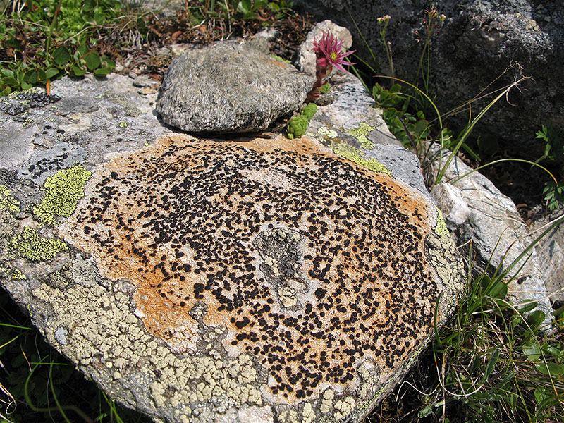 tschadinhorn